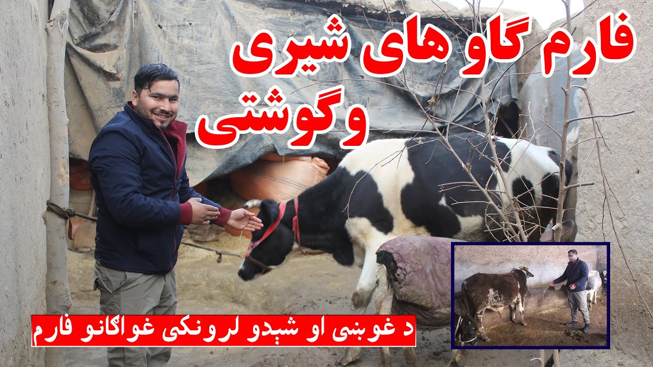 فارم گاو های شیری وگوشتی در کندز | په کندز کې د غوښې او شېدو لرونکي غواګانو فارم | افغانستان ما