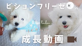 【成長】今日で歳パピー期を振り返る│1 year old today!! Looking back  on the puppy period