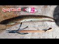 Kasili, Igat,Palos, Eel Spearfishing Sa Ilog Nadali ng ang Kapatid Ang Napaka laking Igat #eelcatch