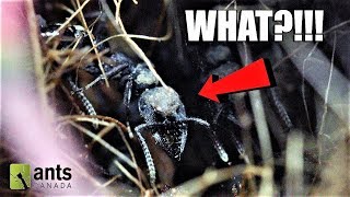 Why Are These Ants Wearing WAR PAINT on Their Faces? (NEW DISCOVERY) Why Are These Ants Wearing WAR PAINT on Their Faces? (NEW DISCOVERY)