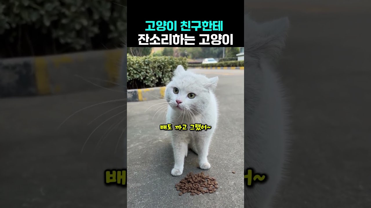 잔소리하는 꼰대 고양이