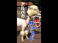 アルパカの毛刈り #市川市動植物園 #市川市 #shorts #アルパカ #サマーカット