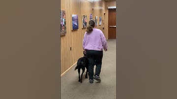 How Does A Blind Lady Work With Her Guide Dog Anyway?