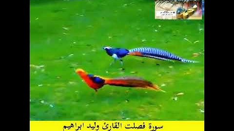 القران الكريم سورة فصلت القارئ وليد ابراهيم