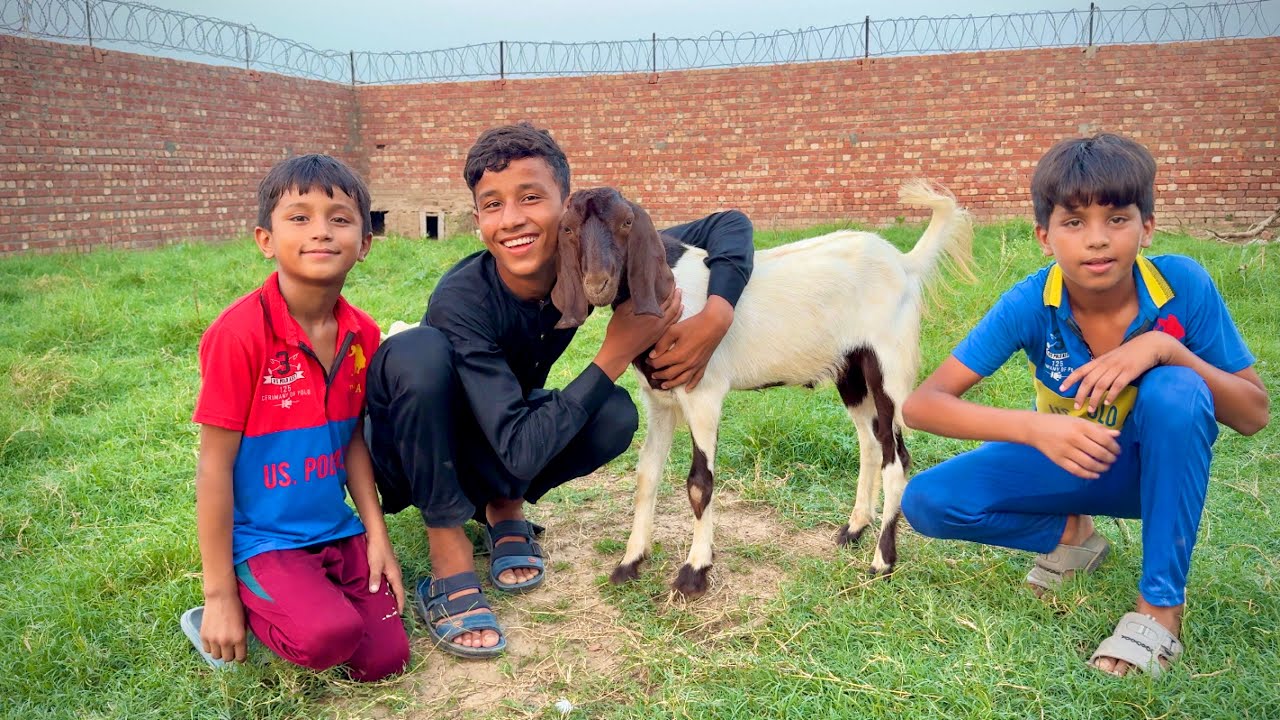 Наконец-то новая коза прибыла 🐐 😍 АЛЬХАМДУЛИЛЛАХ | Zohaib Pendu | Dawood Sabir Vlogs