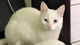 Axel vs Q-tips / Cotton Swabs #catvscottonswab #whitecat #funnycatvideo #AxelTheCat by Catville upon Purr 48 views 1 year ago 1 minute, 14 seconds