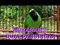 Bongkarrrr Cucak Ijo Nembak Full Power Bongkar Isian Mewah Pancingan Jitu Mp3 - Mp4 Download