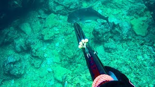 水中銃で一撃！浅瀬にいた３０ｋｇ級『ロウニンアジ(GT)』を撃ち抜く！！！