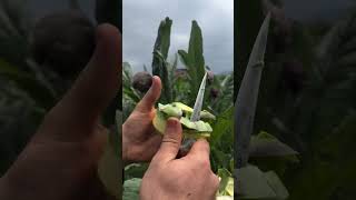 Yeşil altın #Enginar #cooking #technique