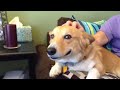 Funny corgi pet to the head