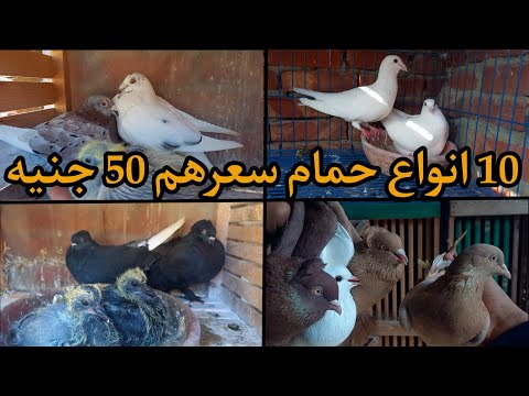 ارخص  انواع حمام للمبتدئين فى تربيه الحمام سعرهم تحت  جنيه