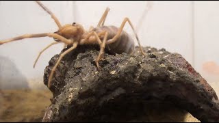 Very Active Egyptian Camel Spider (Solifugae)