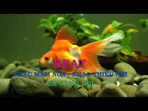 Video Cá vàng bơi beat | Beat nhạc mầm non - nhạc thiếu nhi - youtube