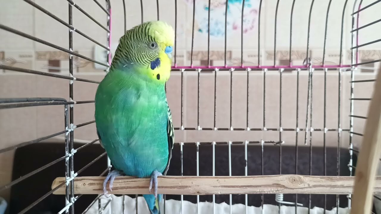 3 Saatlik Mutluluk ve Neşe Ötüşleri , Kuşunuzla Bağ Kurun! ❤️ Muhabbet kuşu Sesi