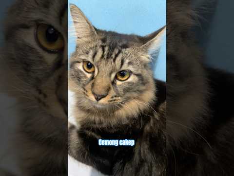 Cemong Si Paling Ganteng Cat Kucinglucu Kucingkampung Shortvideo Cemong Si Paling Ganteng Cat Kucinglucu Kucingkampung Shortvideo