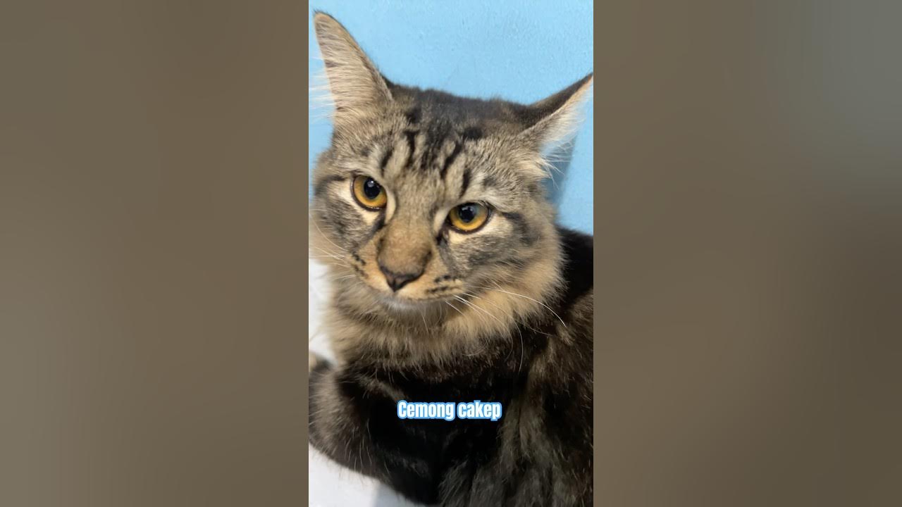 Cemong si paling ganteng🐈 #cat #kucinglucu #kucingkampung #shortvideo Cemong si paling ganteng🐈 #cat #kucinglucu #kucingkampung #shortvideo