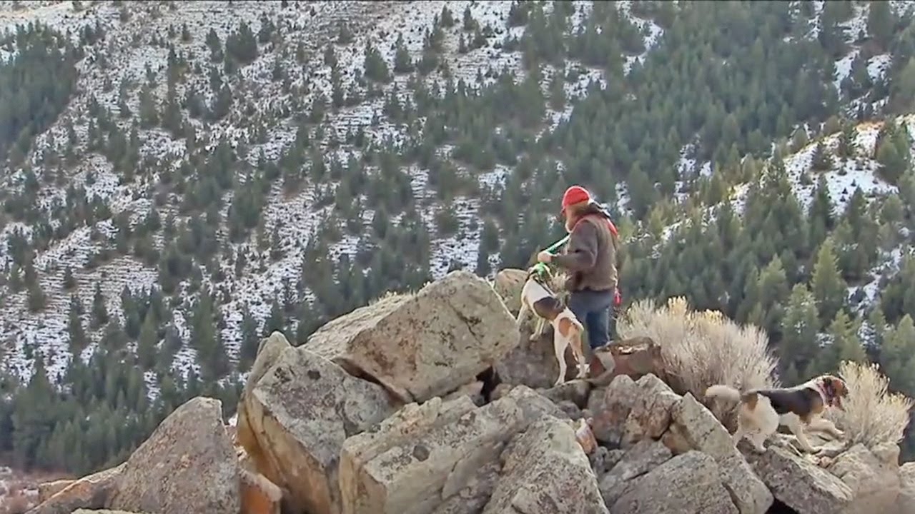 Đàn ông miền núi Xua sói bắt thỏ, chó đầu đàn mất khi nhặt gạc nai, huấn luyện đội chó săn