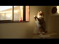 Taro the Cat to Imitate Beckoning Cat 招き猫の真似をする猫のたろちゃん。