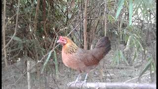 poj qaib dib noob qaib qus ke seev ke qua ไก่ฅ่อฅัวเมียทั้งร้องทั้งขัน
