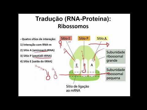 Vídeo: Durante a tradução o alongamento continua até o ribossomo?