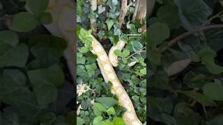 Famous Lavender Albino Reticulated Python Wealth