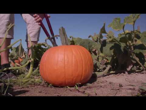 Wideo: Wskazówki dotyczące zbierania dyni – Jak wybrać dynię na Halloween