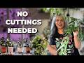 Make More Hoyas Without Propagating