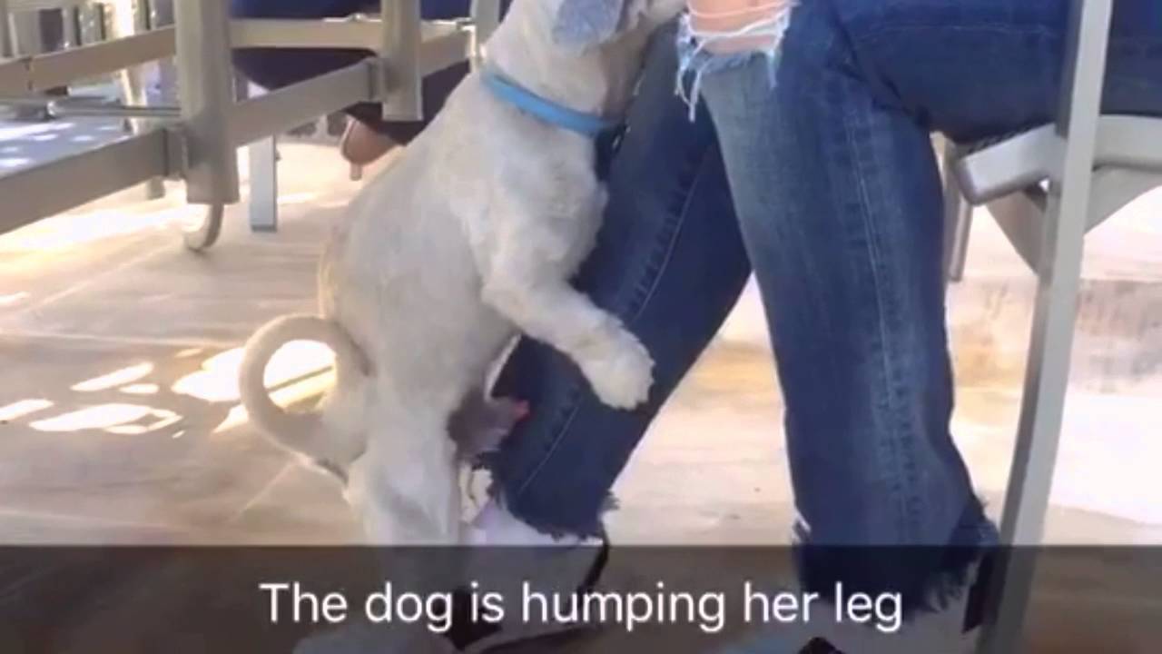 Horny puppy humps in Dubai YouTube