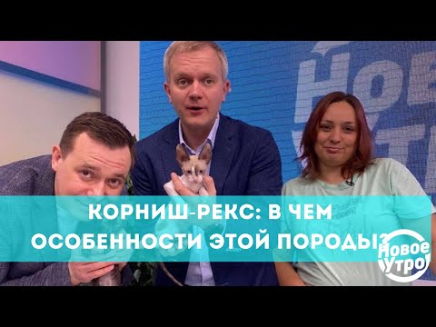 Корниш-рекс: в чем особенности этой породы?