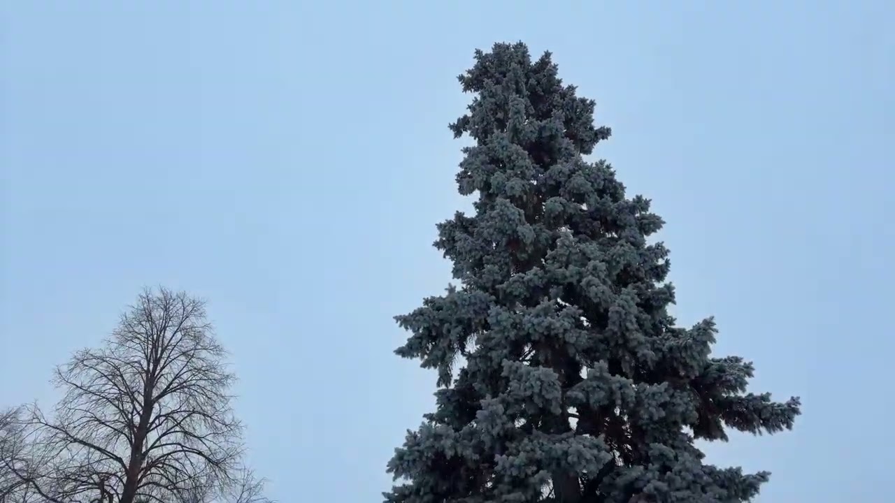 Snowing again in Ottawa 🇨🇦 #part1