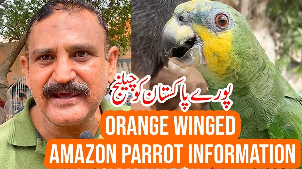 Orange Winged Amazon Parrot Information YouTube