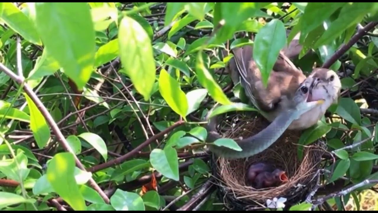 माँ आखिर माँ होती है। वीडियो देखें। 