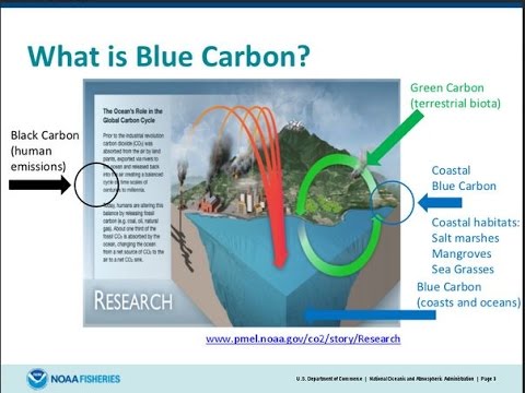 COP-20: Coastal Climate Services - Blue Carbon and Green Infrastructure 