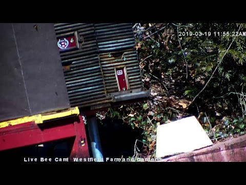 Live Honey Bee CAM - 1080p HD 24/7 Like & Share Us! Through Awareness - we're saving the bees!