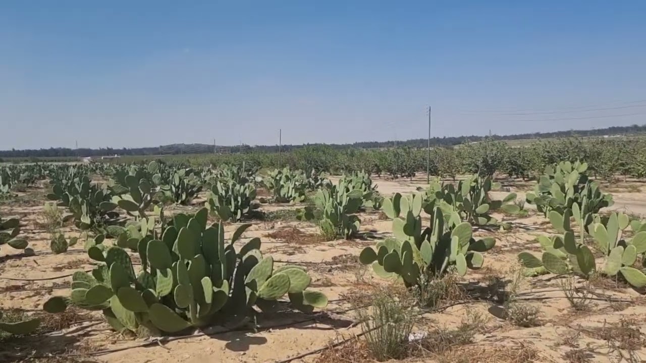 عوامل النجاح كتير  وأكبر نجاح الحمدلله التين الشوكى م رامى محمد ت 01007305821