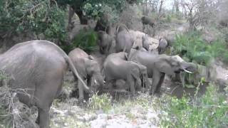 The Lion Roar is the Voice and Sound of Africa, Wayne Staab, PhD