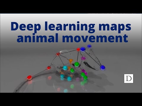 Deep Learning Maps Animal Movement