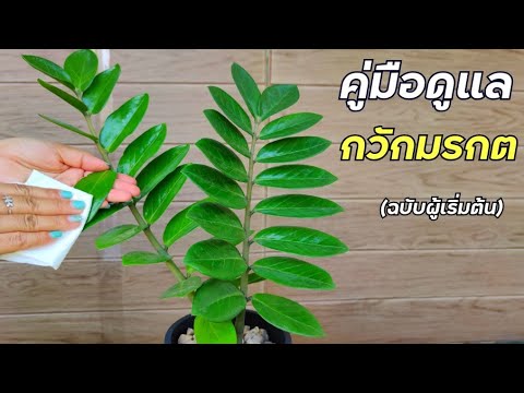 วีดีโอ: Zamioculcas: วิธีดูแลต้นดอลลาร์