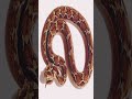 Top 10 Most Dangerous Snakes in the World 🐍 #kingcobra #shorts