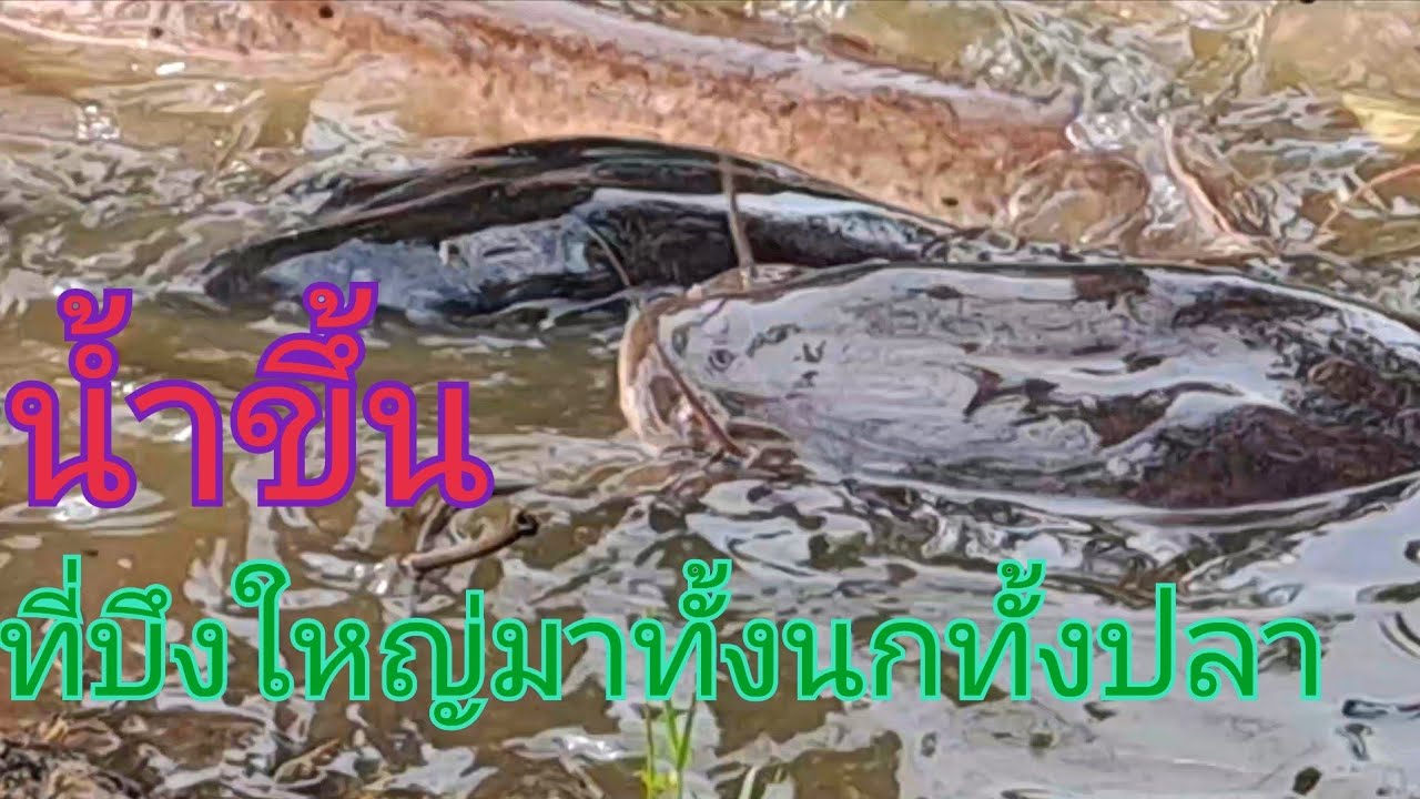 ดูชัดแล้วนกตัวนี้สวยที่สุดในบึงใหญ่ปลาตัวใหญ่ขึ้นมาวันนี้น้ำขึ้นอีกแล้ว