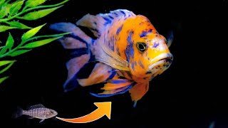 How I Raise and Feed Baby African Cichlids