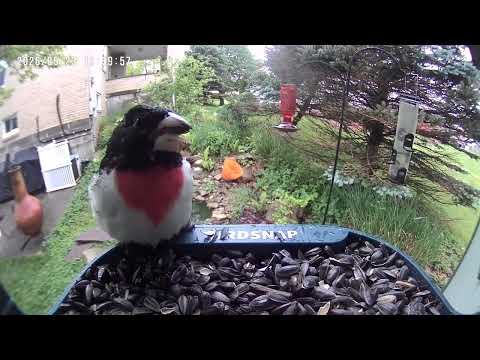 Rose-breasted Grosbeak at the Feeder!