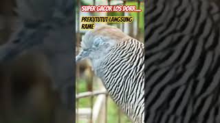 Download Lagu Pancingan Birahi Prekutut Langsung nyaut #burung #bird #viral #viralshort #kututlokal #gacor MP3 Download Lagu Pancingan Birahi Prekutut Langsung nyaut #burung #bird #viral #viralshort #kututlokal #gacor MP3