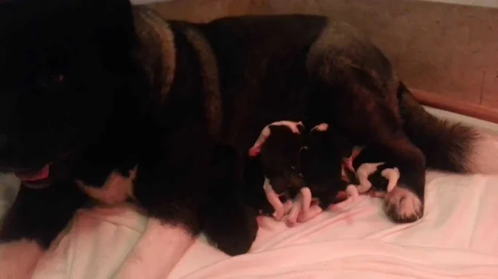 Nordic Treasure Puppies Sheila X Tolle
