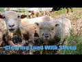 Moving Sheep and Staining Deck Joists