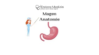 Magen Anatomie
