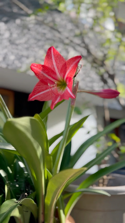 #flowers #sahiba #handcrafty #home #plants