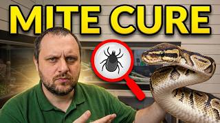 How to Get Rid of Snake Mites & Reptile Mites (Complete Treatment Guide)