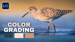 PROS Know This About COLOR GRADING, Beginners DON