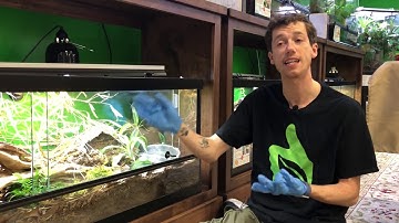 Corn Snake 10+ year bioactive terrarium update! North American mixed species bioactive terarrium.